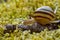 Snail slowly creeping along super macro close-up