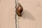 Snail slowly walking on the rose pink color wall.