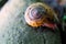 Snail or slug with colorful shell on a rock