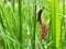 Snail slug on the grass macro closeup