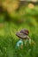 A snail on a small globe in the thick green grass.