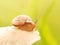 snail, snail above the mushroom on a green background