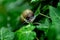 Snail. A snail on a salad leave.Snail on green stem. Snail on a leaf