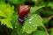 A snail with snail shell on a leaf of a columbine with raindrops