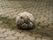 Snail on a soccer ball