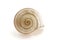 Snail spiral shaped white background