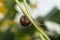 Snail On Stalks