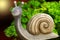 A snail stands in front of the parsley shell.