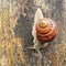 The snail stands on a piece of wet wood