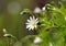 Snail on a stellate flower