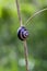 Snail on a Stick