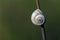 Snail on stick closeup