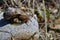 A snail on a stone, a close-up