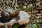 A snail on a stone, a close-up