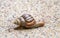 Snail on the stone floor