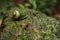 Snail on stone green in jungle of Sri Lanka