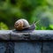 Snail on a stone wall, slow paced wildlife movement photo