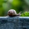 Snail on a stone wall, slow paced wildlife movement photo