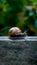 Snail on a stone wall, slow paced wildlife movement photo