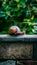 Snail on a stone wall, slow paced wildlife movement photo