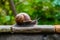 Snail on a stone wall, slow paced wildlife movement photo