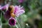 Snail strolling on flower with blurred green background