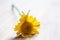 Snail strolling on  yellow flower with blurred  background