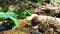 Snail on a stump in the woods. The movement of the snail on sawn wood. Video shot closeup.