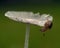 Snail Succinea putris on a mushroom Parasola plicatilis