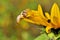 Snail on sunflower