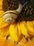 Snail with Sunflower