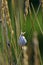 Snail in swamp of Charente Maritime