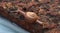 Snail in the top of the Laterite stone floor