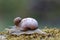 Snail on top of a snail on green moss
