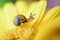 Snail trail, small mollusc crawling on a yellow gerbera