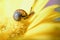 Snail trail, small mollusc crawling on a yellow gerbera