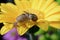 Snail trail, small mollusc crawling on a yellow gerbera