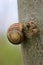 Snail on tree bark close up