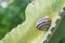 The snail on a tree Cactus