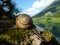 A snail on a tree with moss. Montenegro`s mountains.