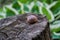 A snail on a tree stump