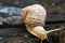 Snail on a tree stump in the forest. Blurred photo background. Close-up photo of a snail