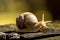 Snail on a tree stump in the forest. Blurred photo background. Close-up photo of a snail