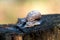 Snail on a tree stump in the forest. Blurred photo background. Close-up photo of a snail