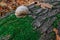 Snail on a tree trunk or log covered by green moss. Closeup view of small land gastropod mollusk in autumn forest. Concept of