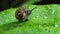 Snail in tropical rain forest.