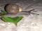 snail   tropical snail   evening and snail    snail walk   snail and leaf   nature  