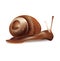 Snail vector illustration