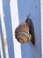 Snail on vertical wooden fench helix shell