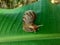 a snail walking on a leaf